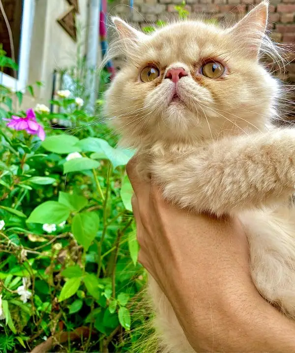 Persian Peki Fawn Male Kitten — photo 3