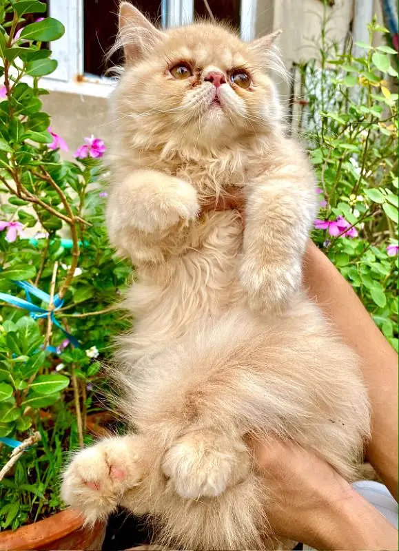 Persian Peki Fawn Male Kitten — photo 5