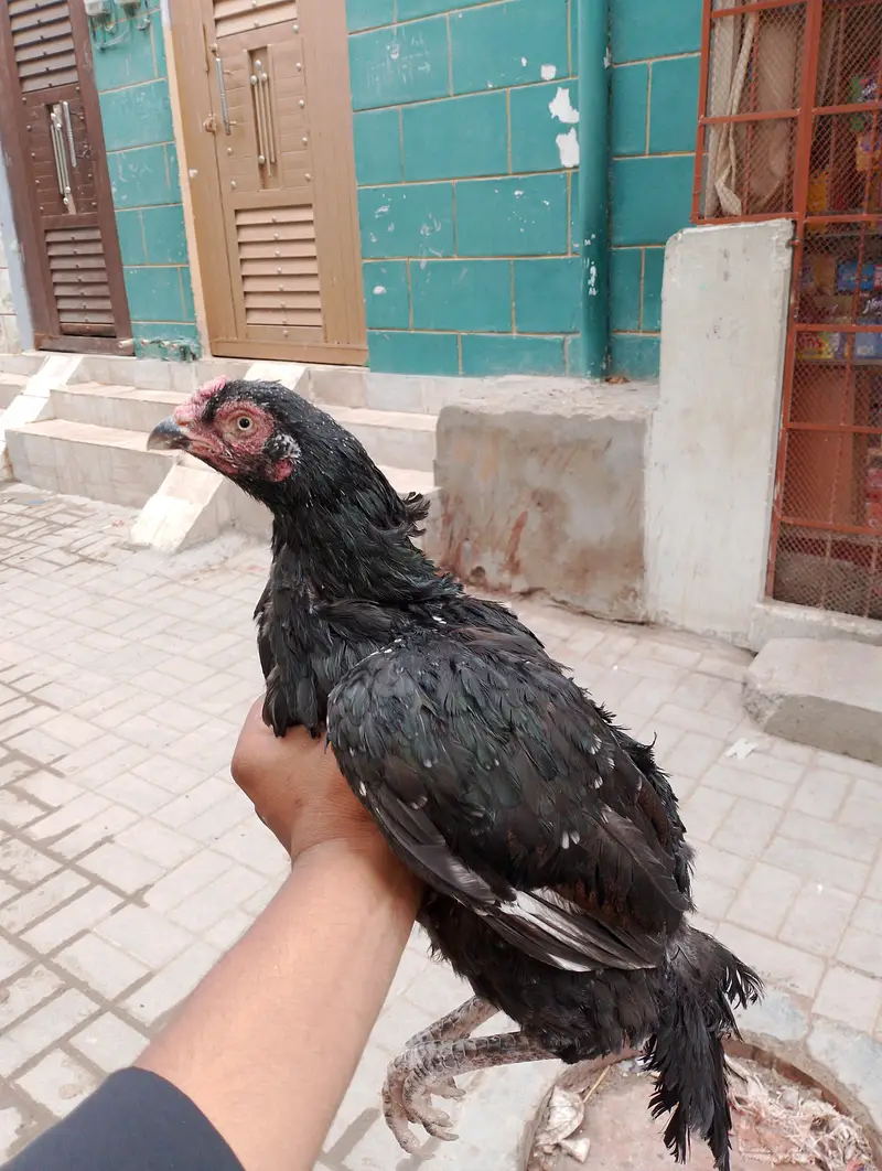 aseel mianwali — photo 3