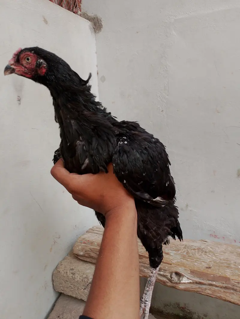 aseel mianwali — photo 4