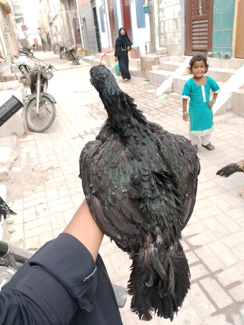 aseel mianwali — photo 5