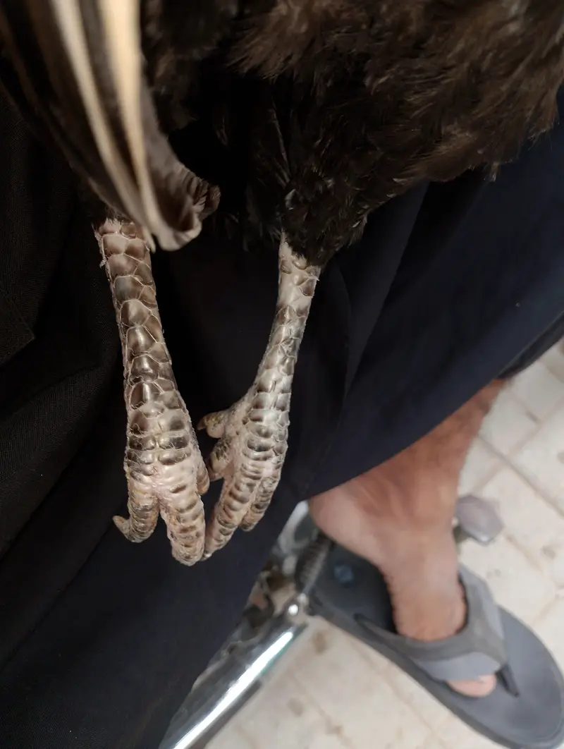 aseel mianwali — photo 6