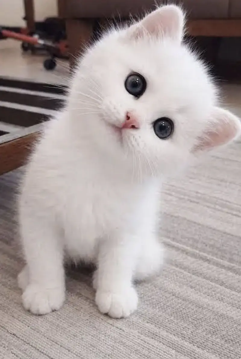 Persian kittens  whstp// 03704///602310/// — photo 4