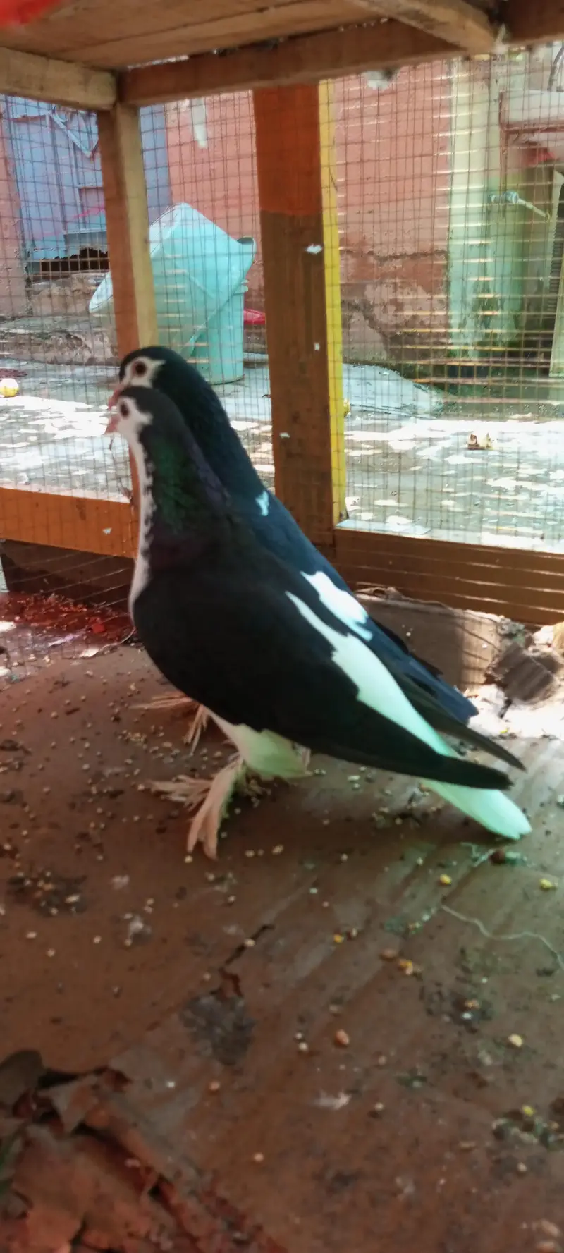 Black Sherazi Breader Pair for sale — photo 2