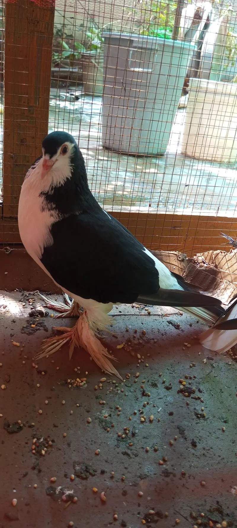 Black Sherazi Breader Pair for sale — photo 3
