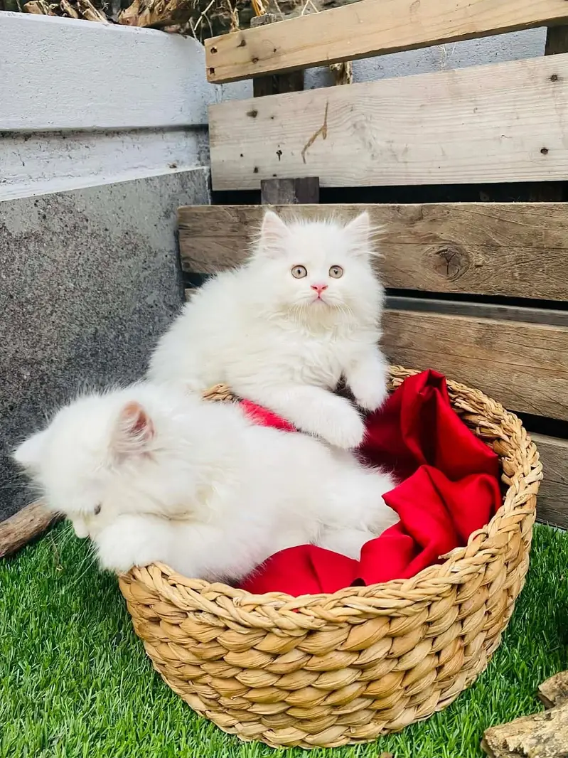 Persian kittens  whstp// 03704///602310/// — photo 2