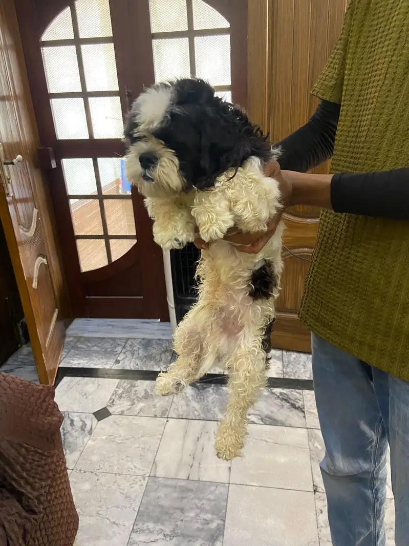 Shihtzu pair available for sale high quality extra punch face mini siz — photo 2