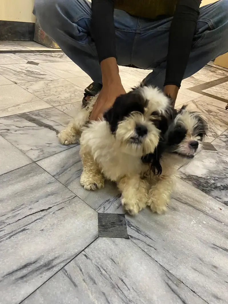 Shihtzu pair available for sale high quality extra punch face mini siz — photo 3