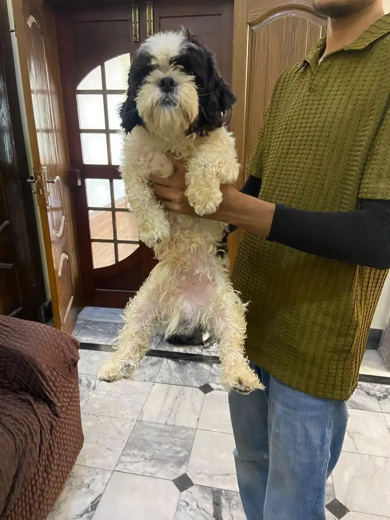 Shihtzu pair available for sale high quality extra punch face mini siz — photo 4