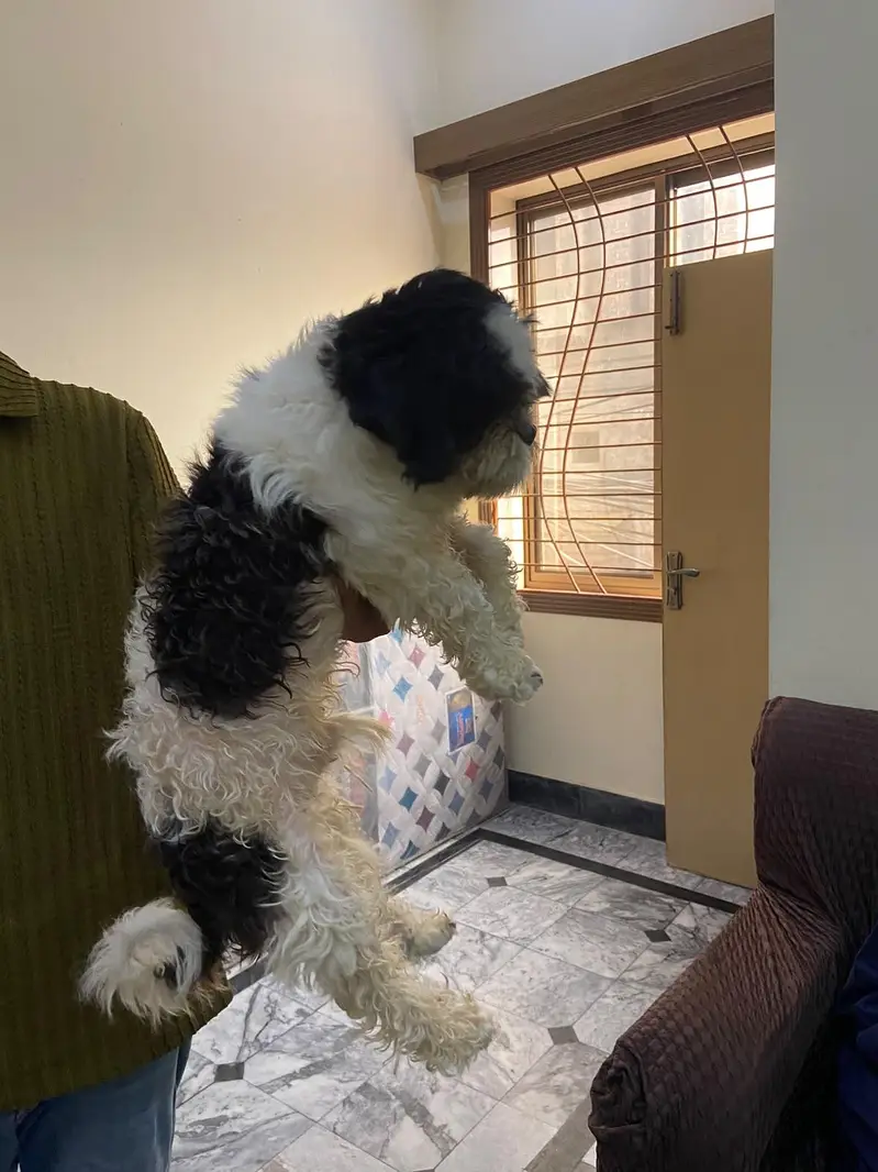 Shihtzu pair available for sale high quality extra punch face mini siz — photo 5