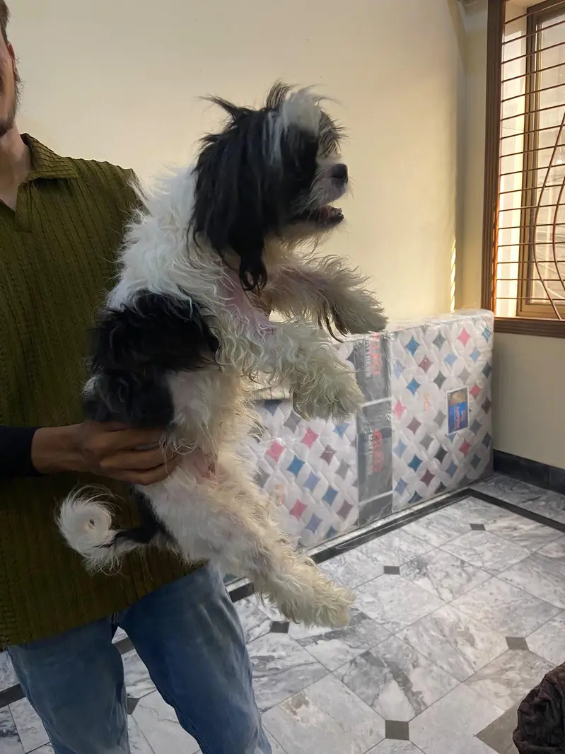 Shihtzu pair available for sale high quality extra punch face mini siz — photo 6