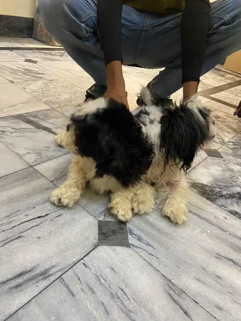 Shihtzu pair available for sale high quality extra punch face mini siz — photo 7