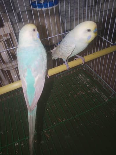 Rainbow Budgie Australian Bajri parrot