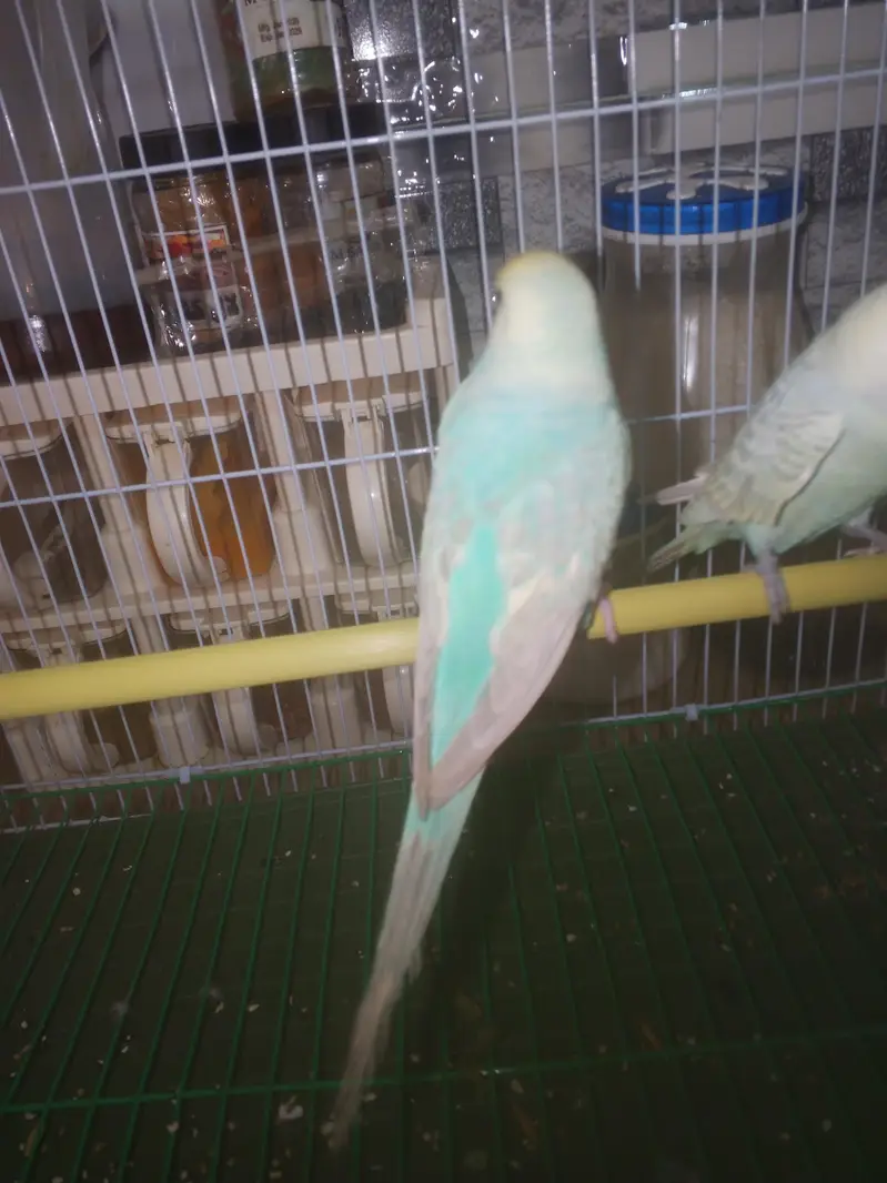 Rainbow Budgie Australian Bajri parrot — photo 2