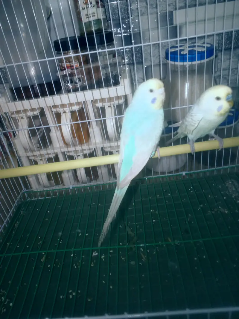 Rainbow Budgie Australian Bajri parrot — photo 3