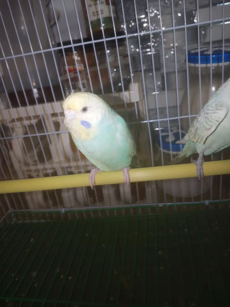 Rainbow Budgie Australian Bajri parrot — photo 4
