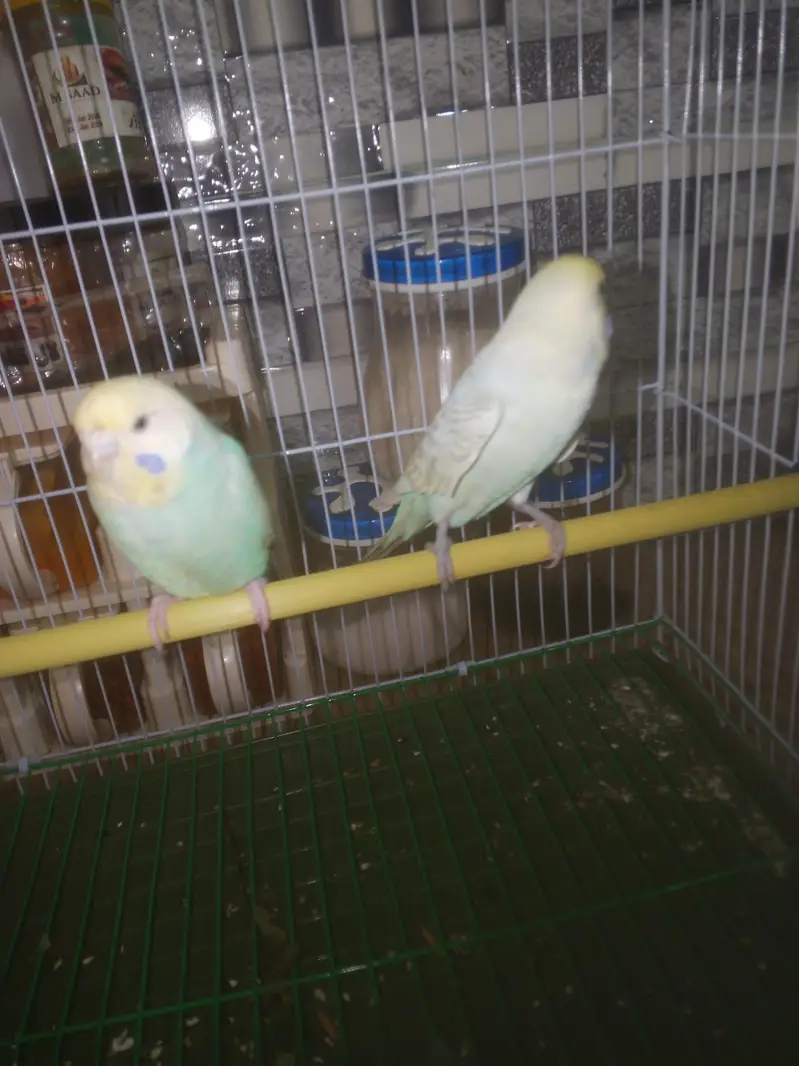 Rainbow Budgie Australian Bajri parrot — photo 5