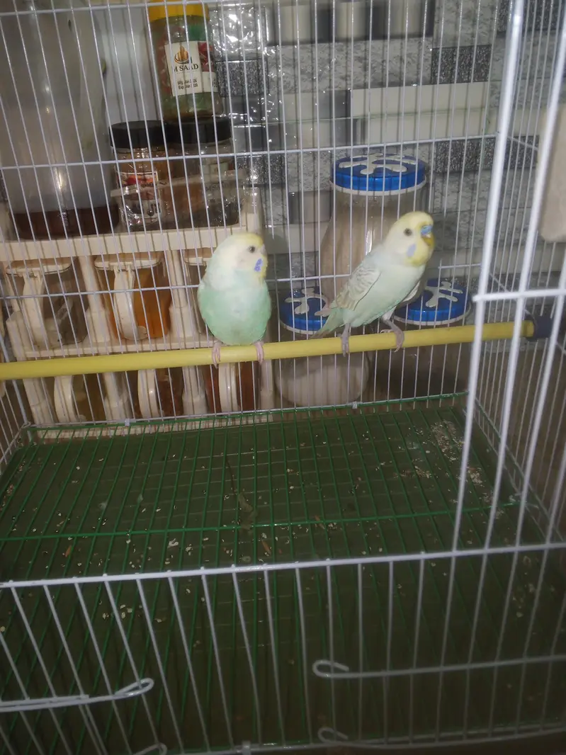 Rainbow Budgie Australian Bajri parrot — photo 6
