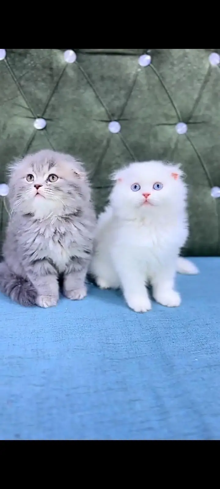 Quality Persian cat & Kittens Male & female    03463973673 WhatsApp — photo 3