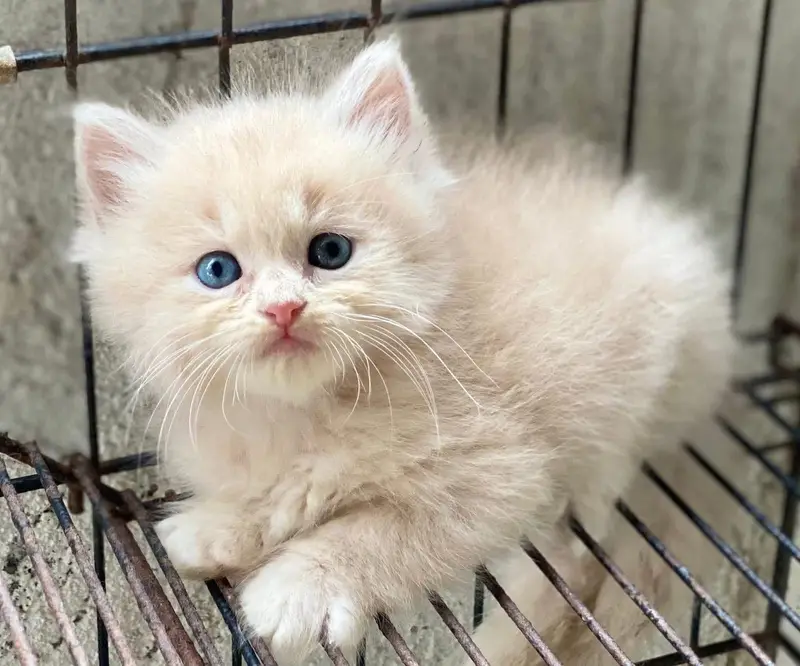 Persian kittens  whstp// 03704///602310/// — photo 3