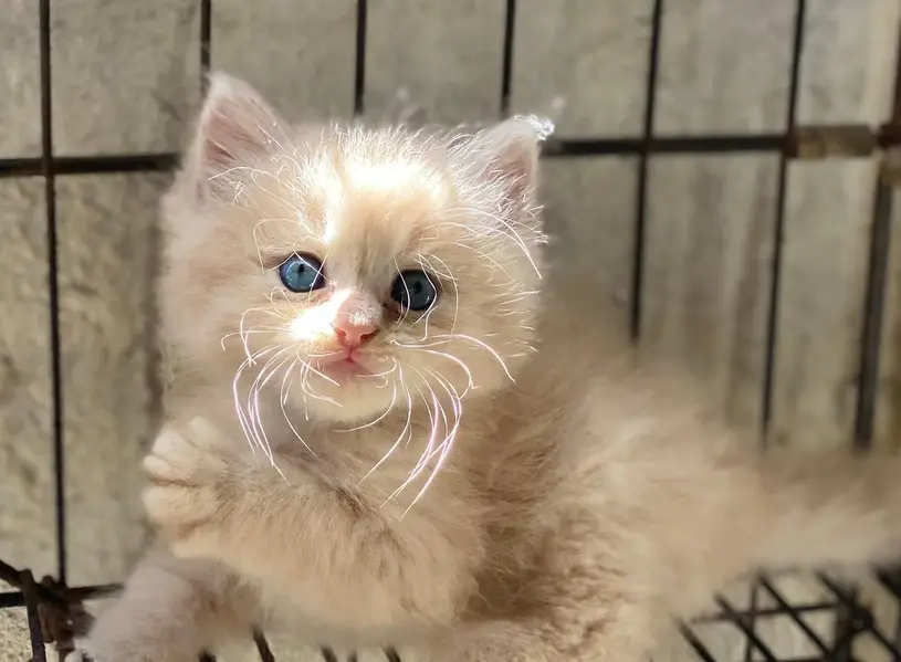 Persian kittens  whstp// 03704///602310/// — photo 4