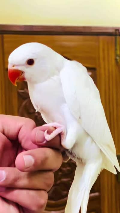 beautiful parrot for sale family attached