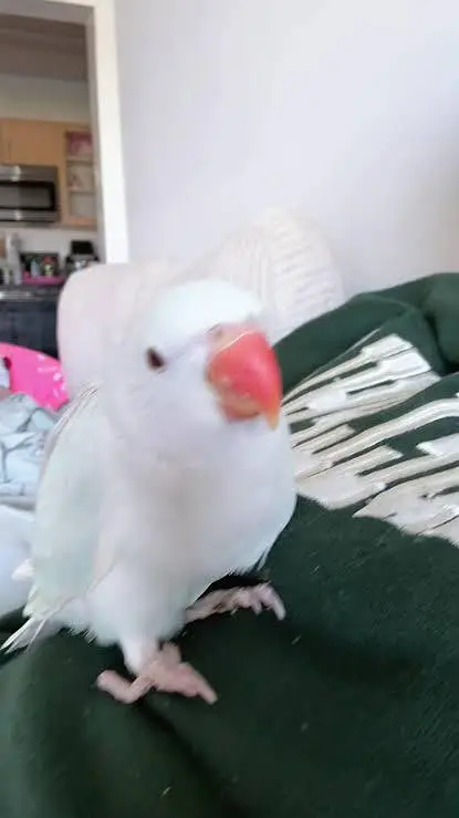 beautiful parrot for sale family attached — photo 3
