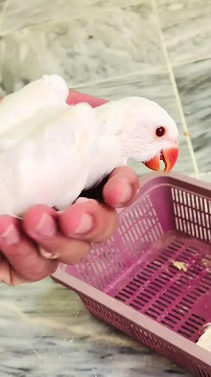 beautiful parrot for sale family attached — photo 4