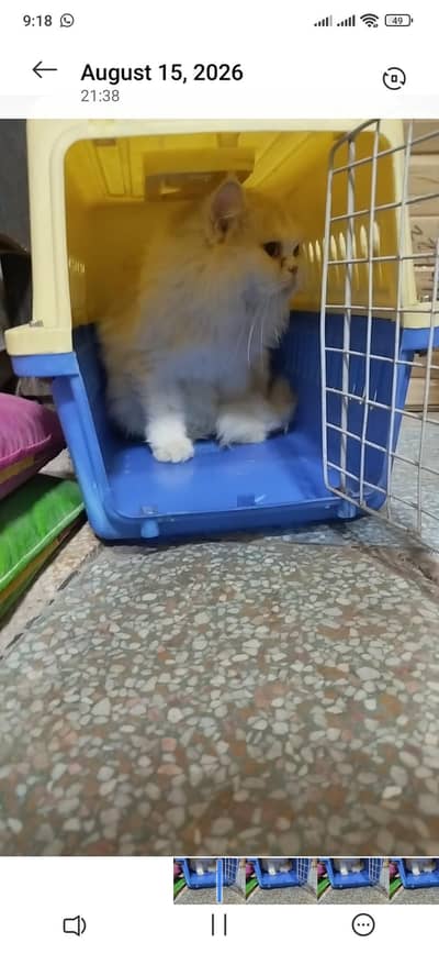 punch face triple coat female