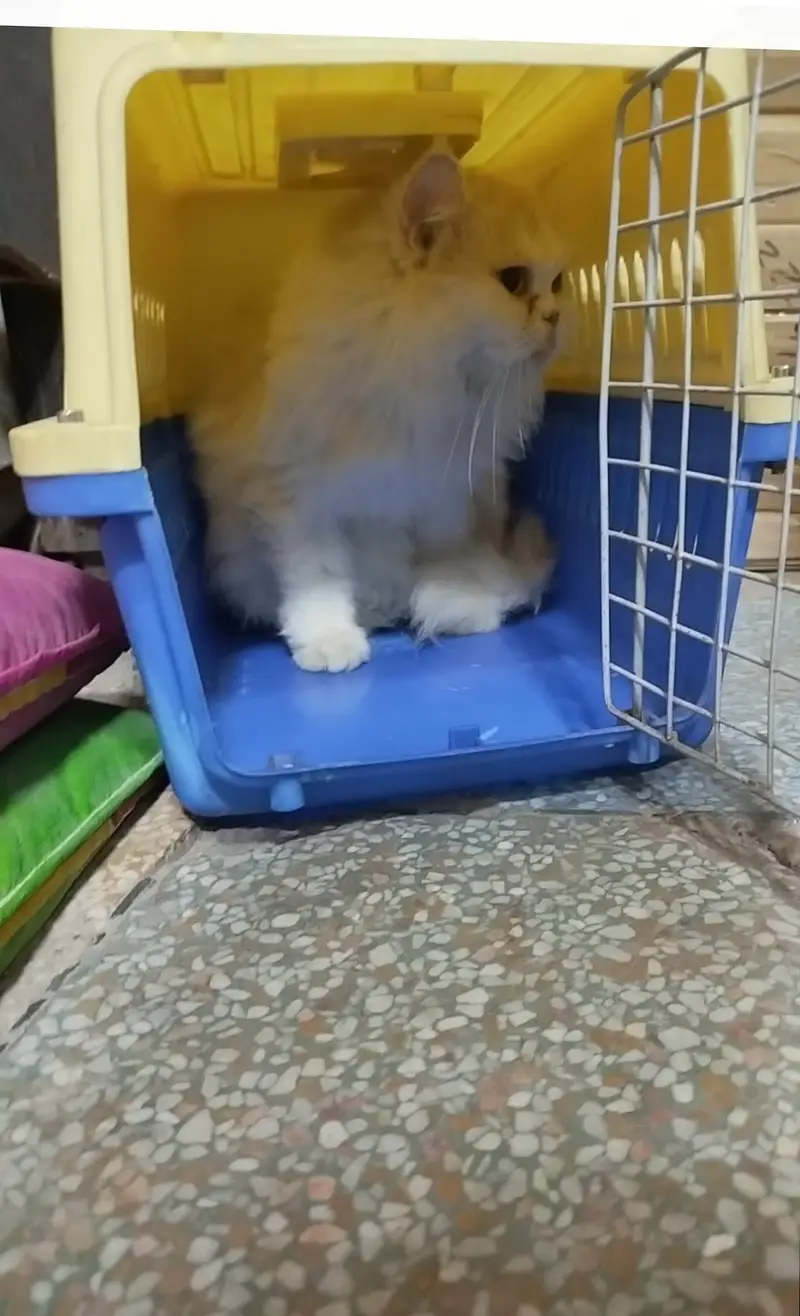 punch face triple coat female — photo 2