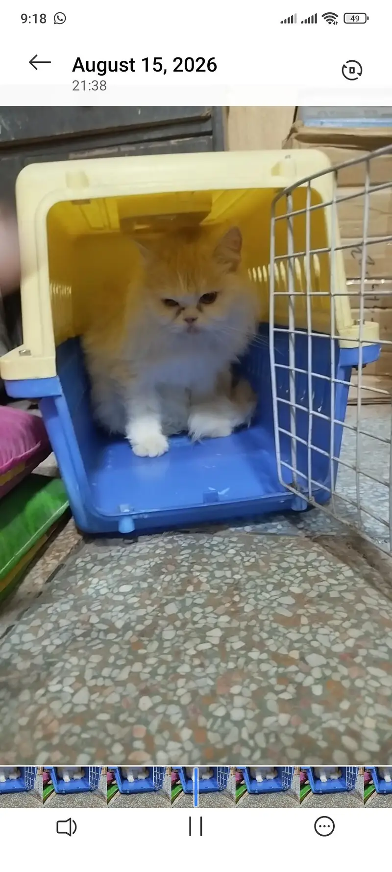 punch face triple coat female — photo 3