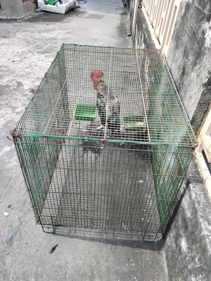 3x2 Cage — photo 3