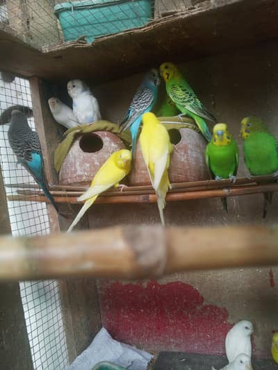 budgie parrots