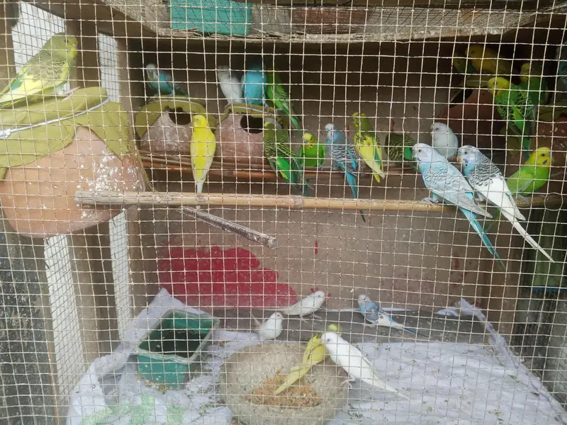 budgie parrots — photo 2