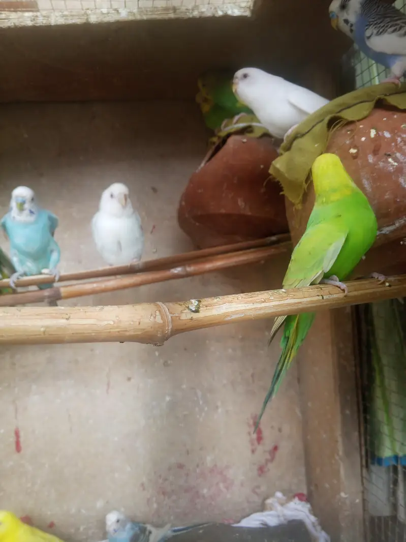 budgie parrots — photo 3
