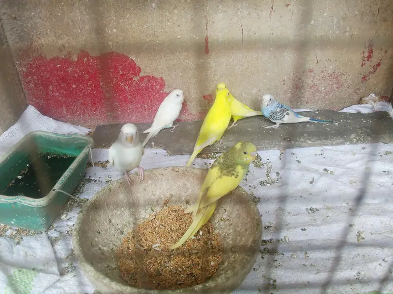 budgie parrots — photo 4
