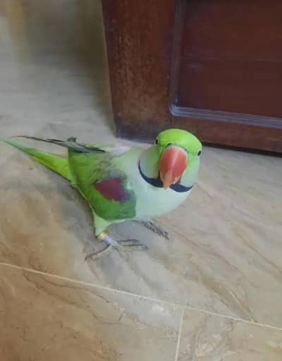 Kashmiri raw parrot for sale single and pair available