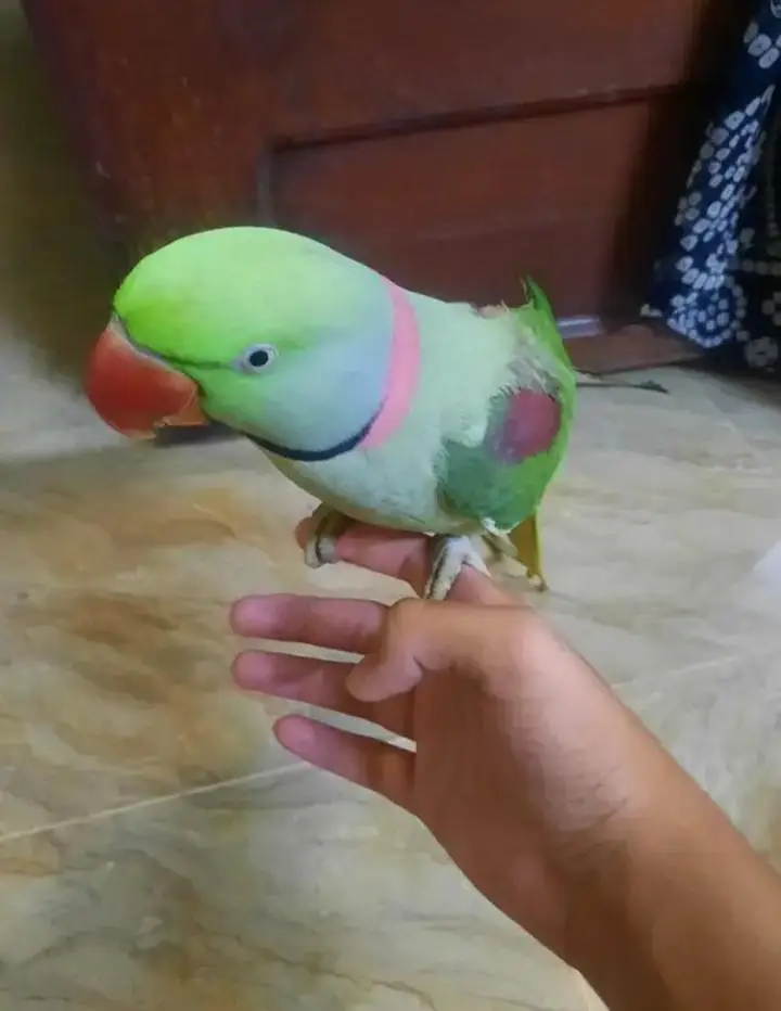 Kashmiri raw parrot for sale single and pair available — photo 2