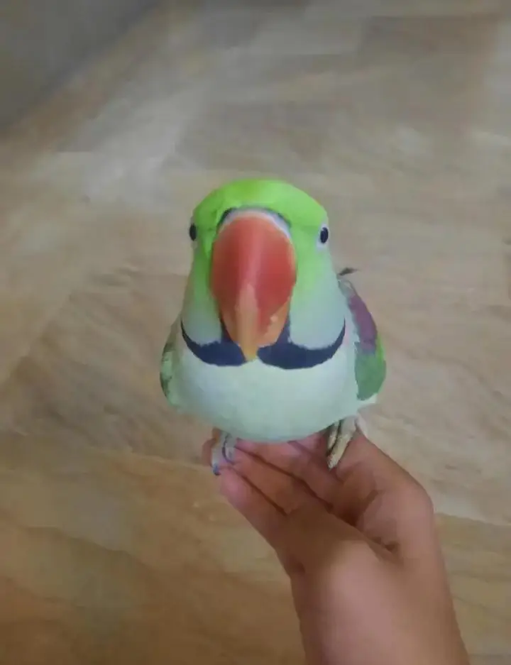 Kashmiri raw parrot for sale single and pair available — photo 3