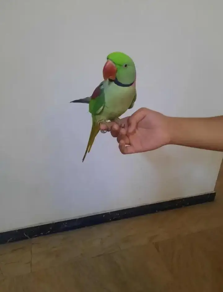 Kashmiri raw parrot for sale single and pair available — photo 4