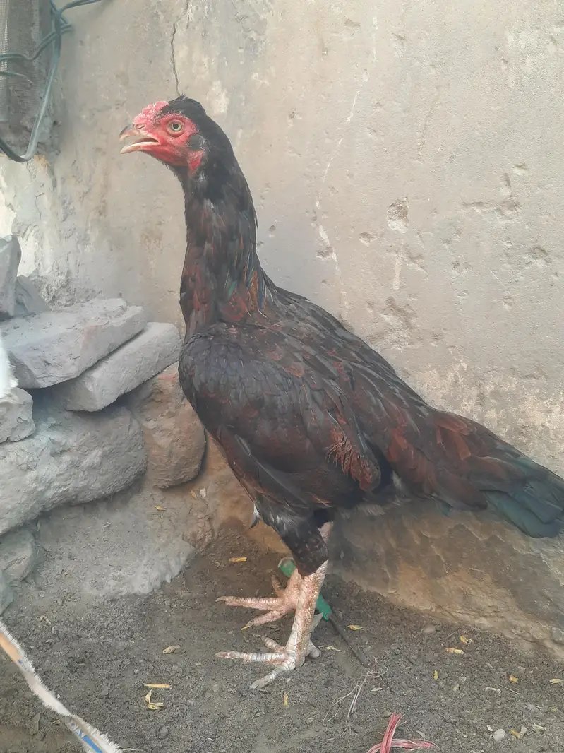 Pure aseel Madi — photo 2