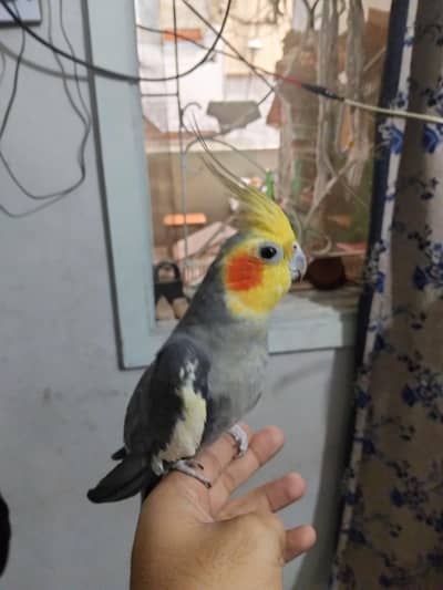fully hand tame and talking free fly also no problem good and healthy