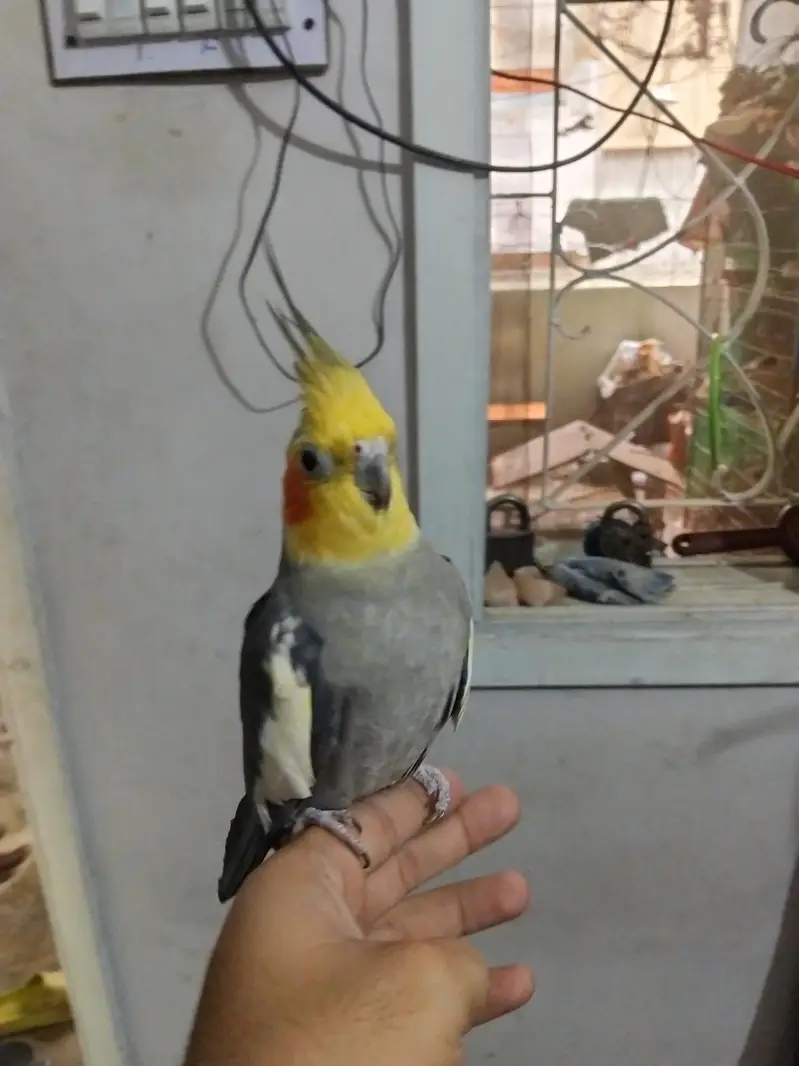 fully hand tame and talking free fly also no problem good and healthy — photo 2