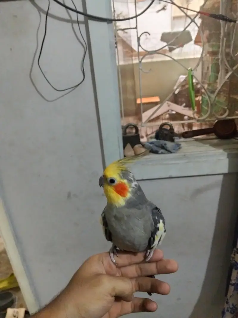 fully hand tame and talking free fly also no problem good and healthy — photo 3