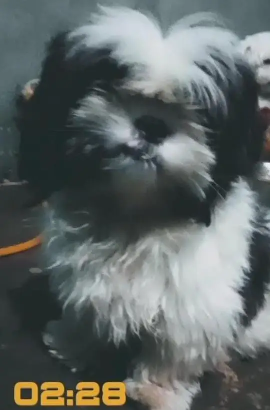 Shihtzu pair available for sale high quality extra punch face mini siz — photo 8