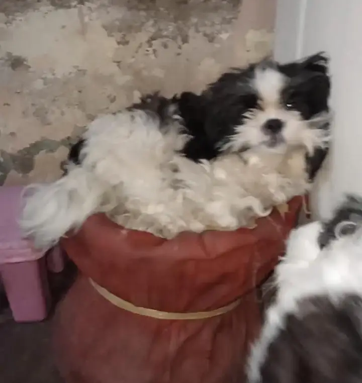 Shihtzu pair available for sale high quality extra punch face mini siz — photo 9