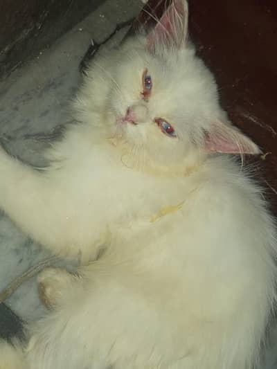 Persian cat for sale
