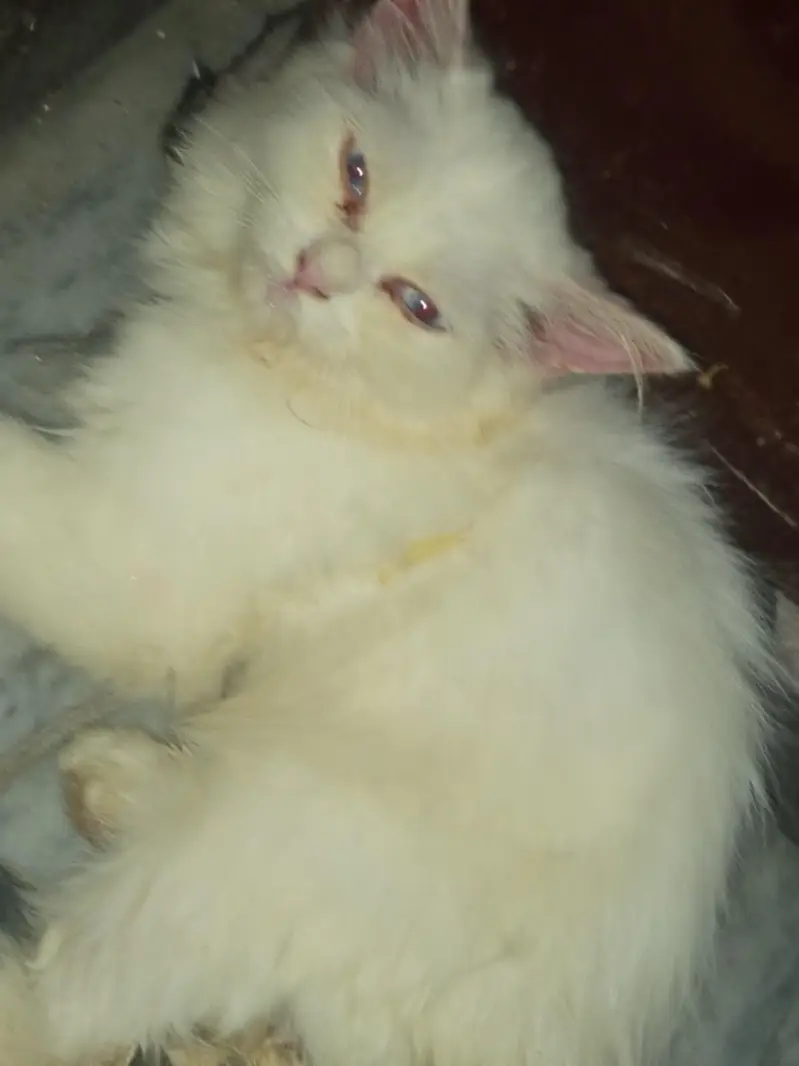 Persian cat for sale — photo 2
