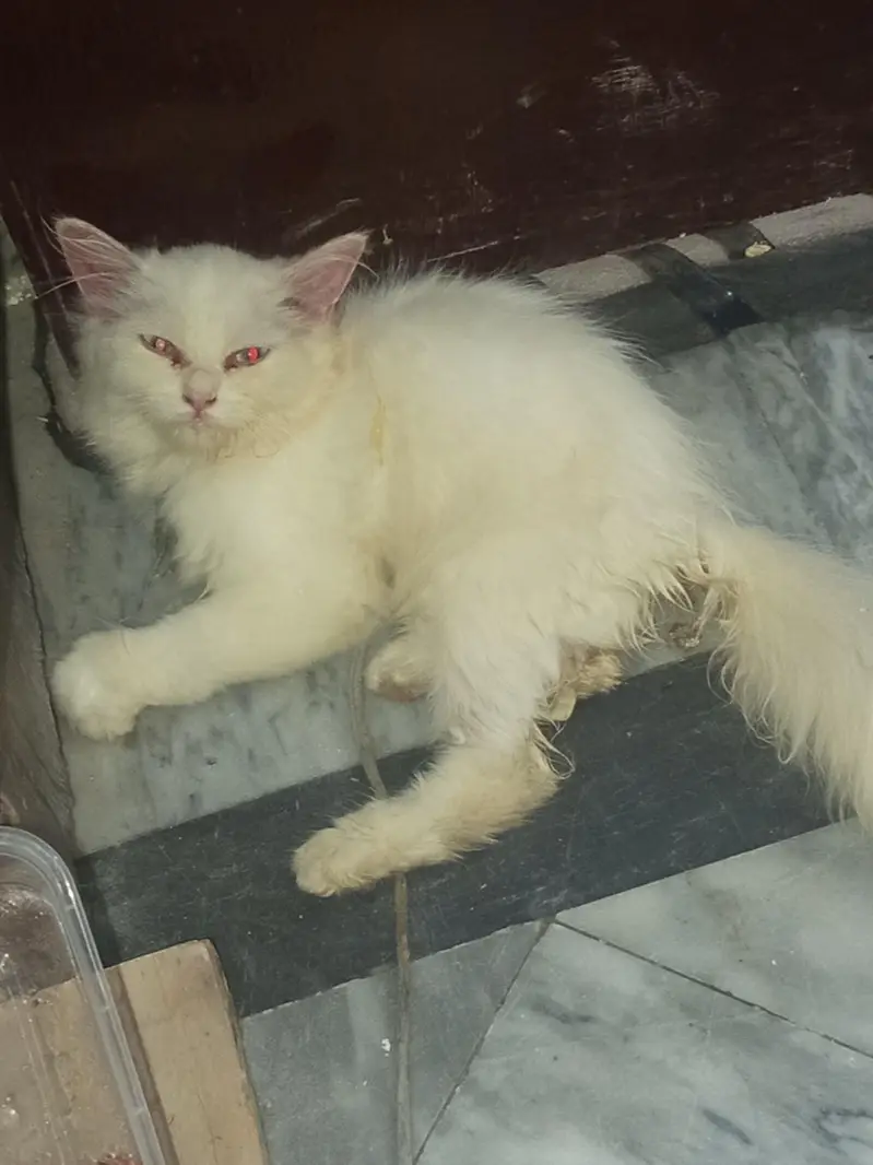 Persian cat for sale — photo 3