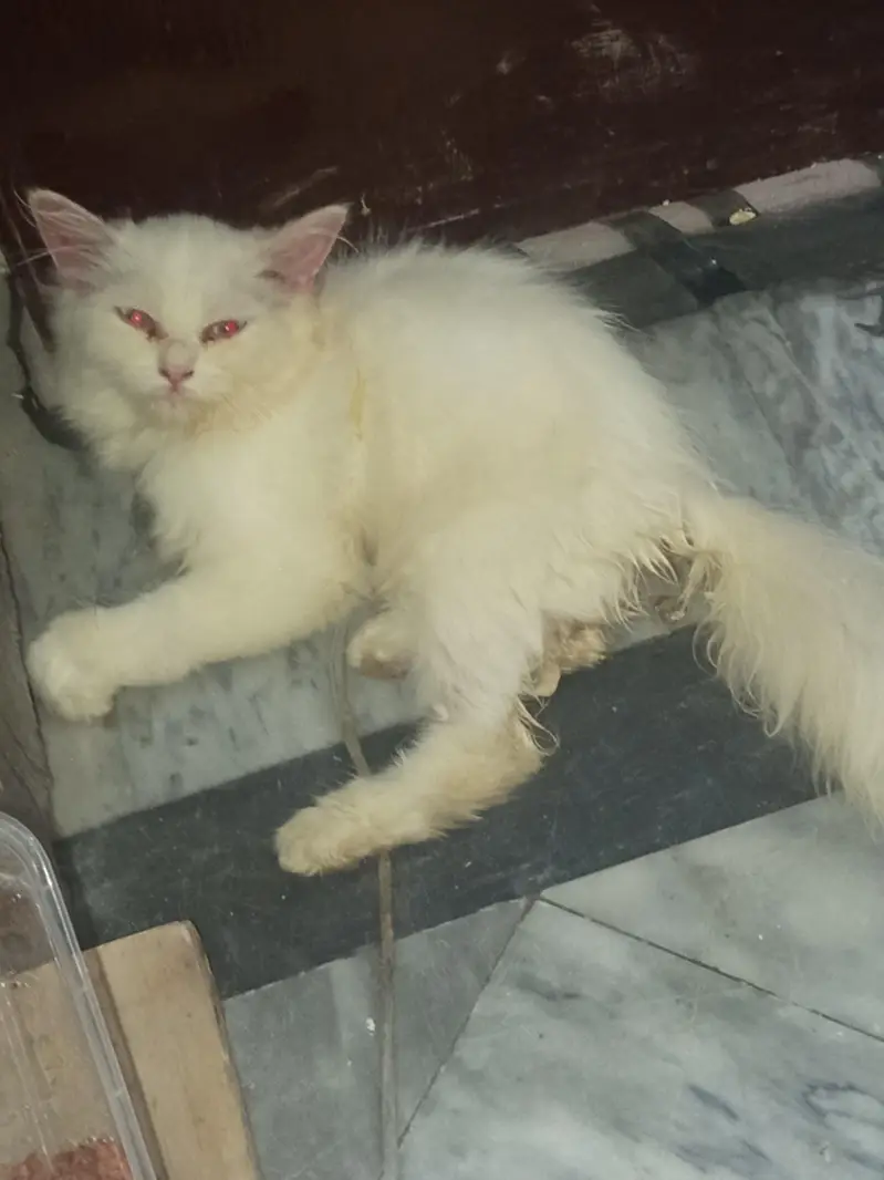 Persian cat for sale — photo 4